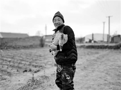 天儿太冷大雁幼崽因体温失衡掉了队