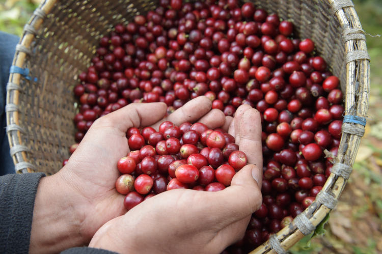 咖啡卖到500块,咖啡卖1800一杯