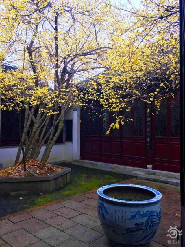 苏州赏腊梅最佳去处,苏州腊梅观赏攻略