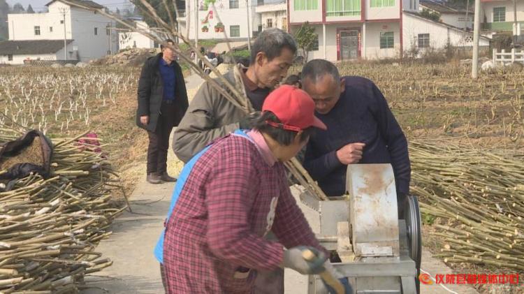 桑枝怎么废物利用,桑枝加工入药视频