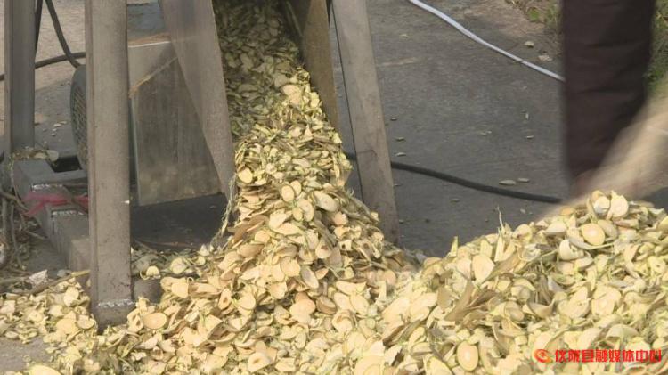 桑枝怎么废物利用,桑枝加工入药视频