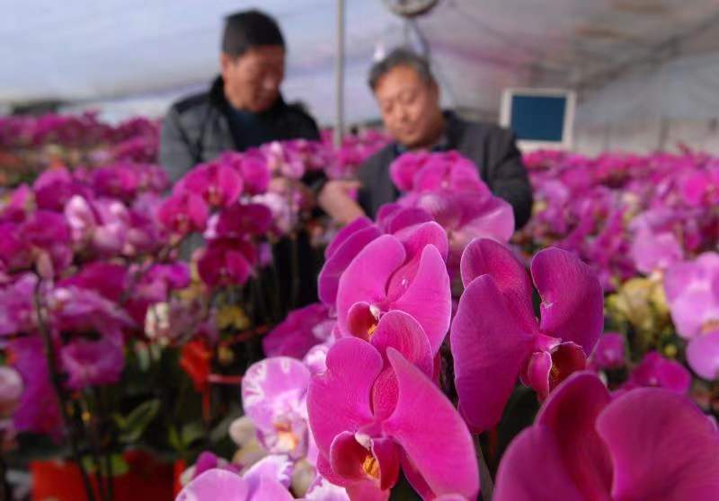 即墨市蝴蝶兰花,胶州市蝴蝶兰花