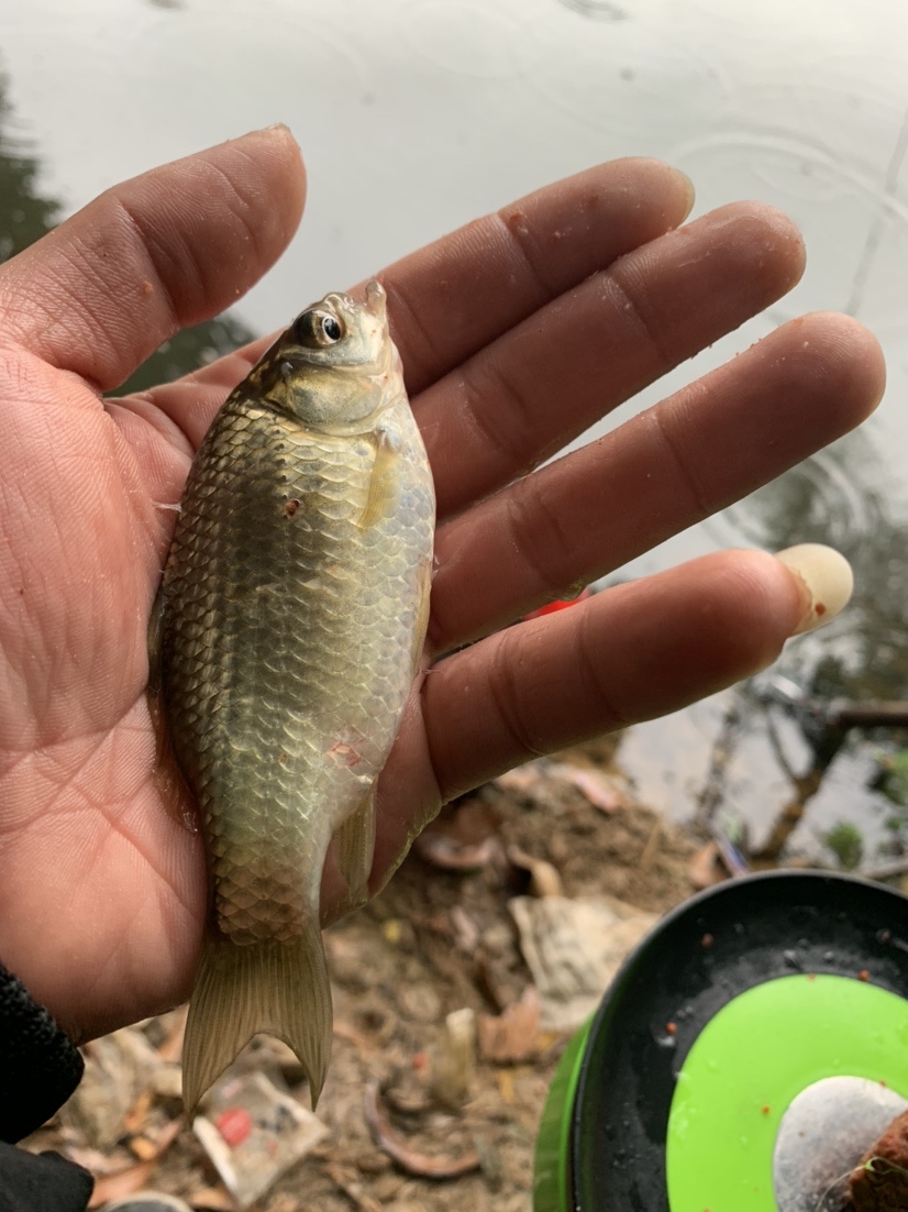 野钓鲫鱼爆护的最佳方法,冬季野钓鲫鱼小鱼闹窝严重怎么办