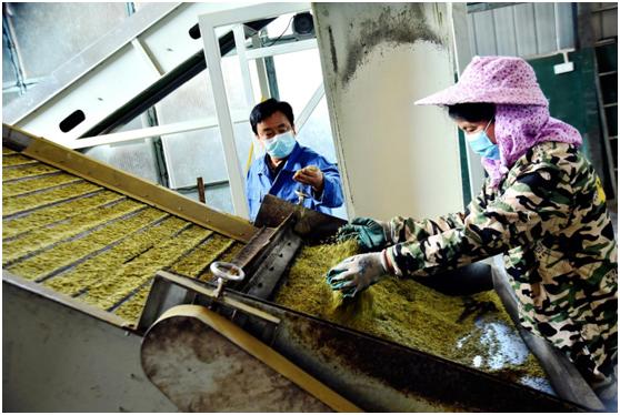 常喝一杯杜仲雄花茶，助力好睡眠