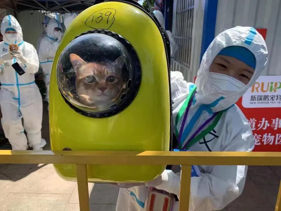 揭秘全国首个“宠物方舱”：揭秘全国首个“宠物方舱”：它们过得怎么样？它们过得怎么样？