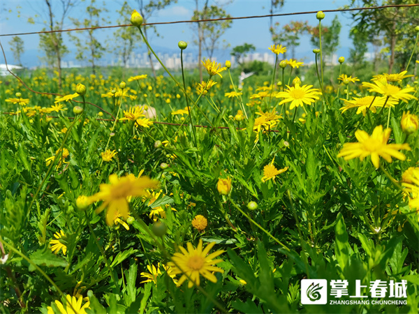 滇池绿道最新消息,滇池绿道规划图
