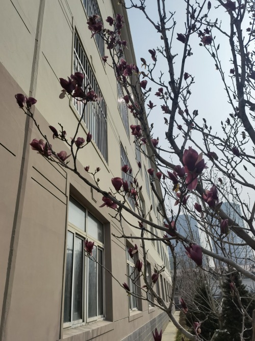 暖心守护，沈阳市第二十四中学教师线上教学展风采