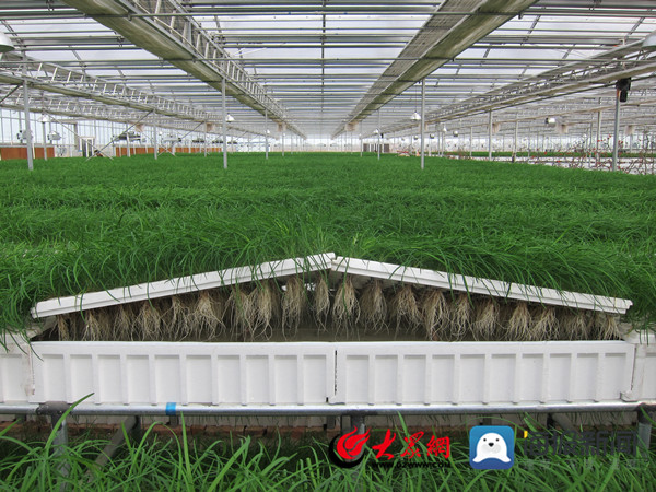 惠民县麻店镇坚持科创驱动，创优四大平台，全力构建农业优、农村美、农民富的新时代乡村振兴示范园地