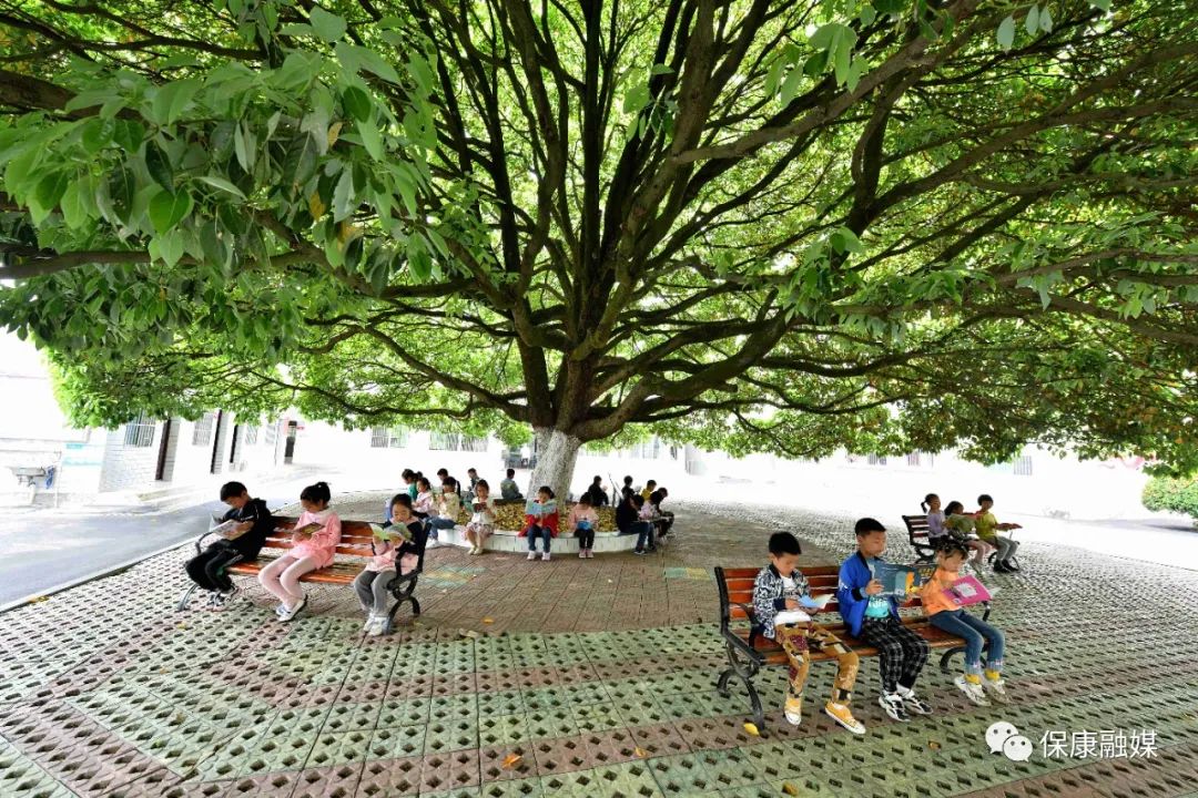 马桥镇中坪小学！不仅书声琅琅，还闻樟树飘香……