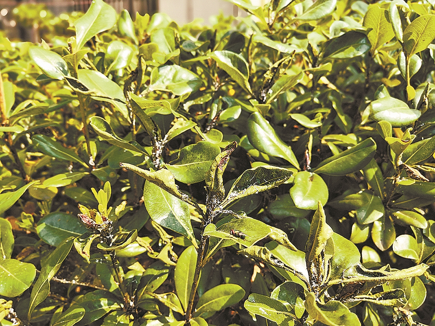 物业小区绿化草坪及灌木整改方案,小区绿化遭破坏要求物业整改