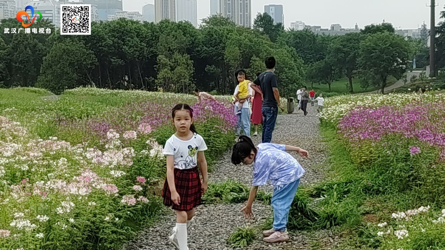 东湖马鞍山森林公园花海盛放迎客来