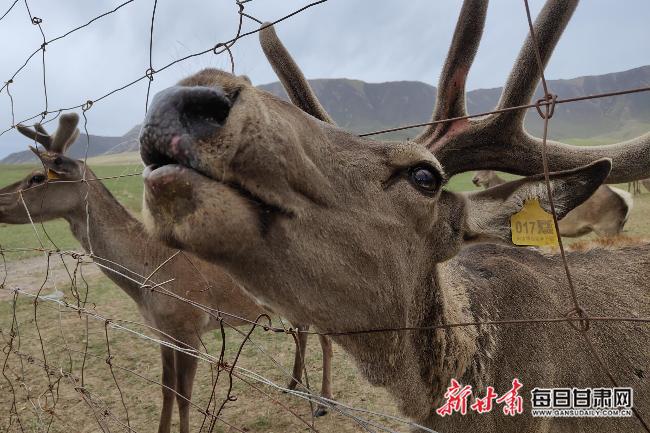 「2022生态环保行」“鹿”尽其用祁连山生物科技公司带动特色产业发展
