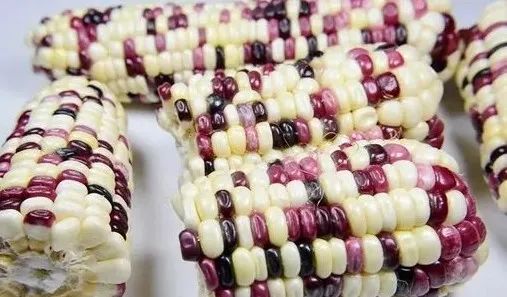 恭喜，龙岩的种子上天啦！！可是，你知道为什么吗？