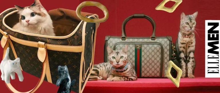 给宠物买奢侈品,给狗买奢侈品