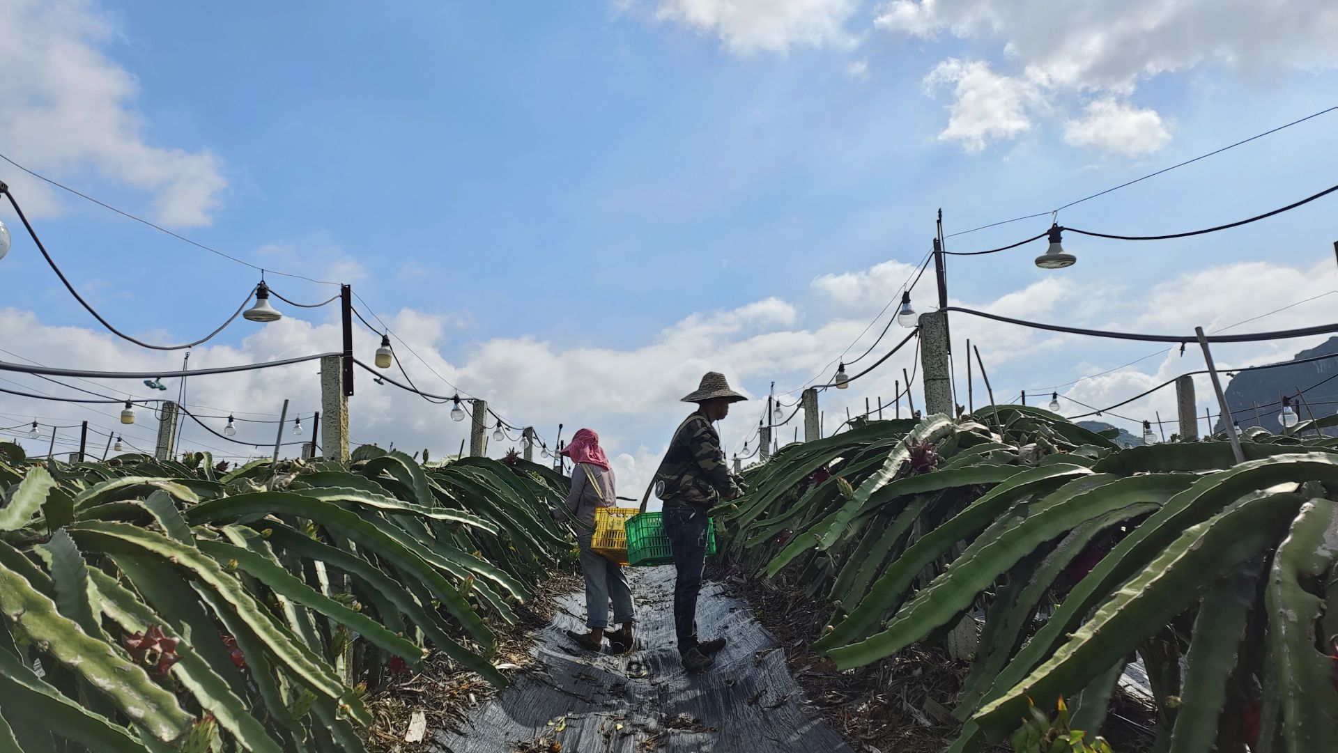 走进县城看发展｜火龙果化身“致富果”隆安县特色农业发展红红火火