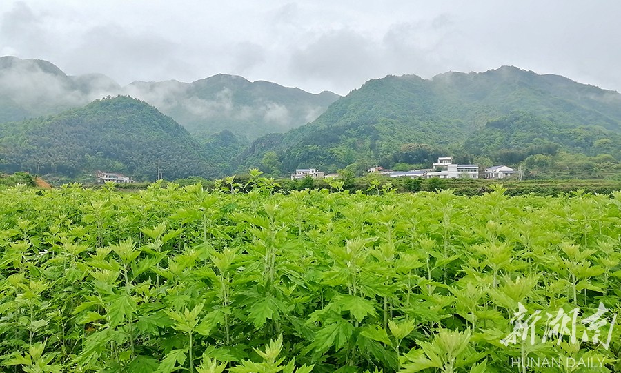 乡村振兴特色产业品牌集群,关于乡村产业振兴美丽的画卷
