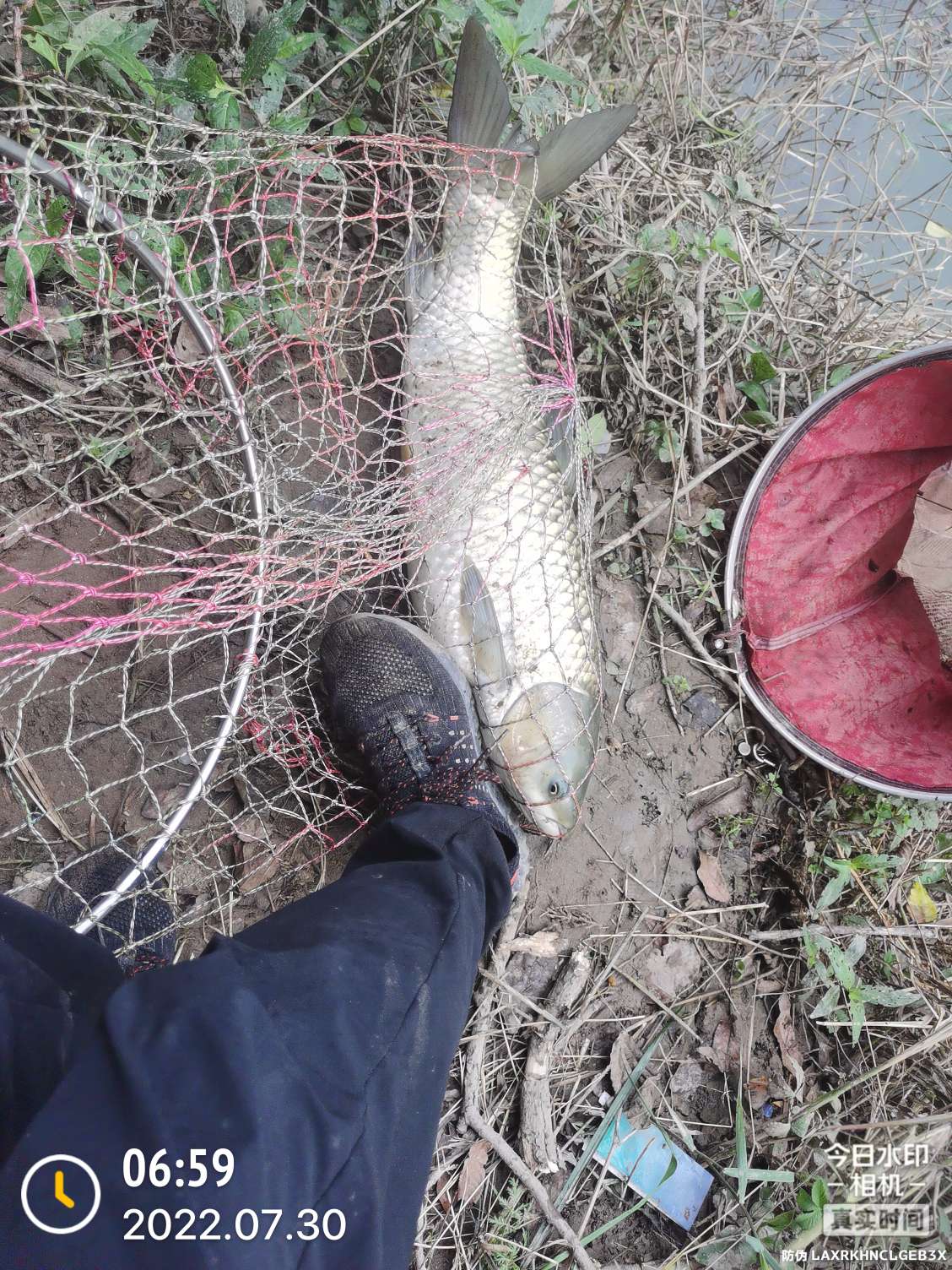 「七月鱼获」骗最憨的巨草！上最憨的洋当