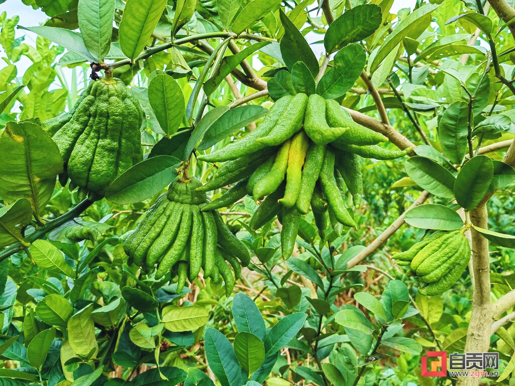 贵州锦屏林下养鸡敲开致富门,草窝滩镇唤醒撂荒地变成致富田