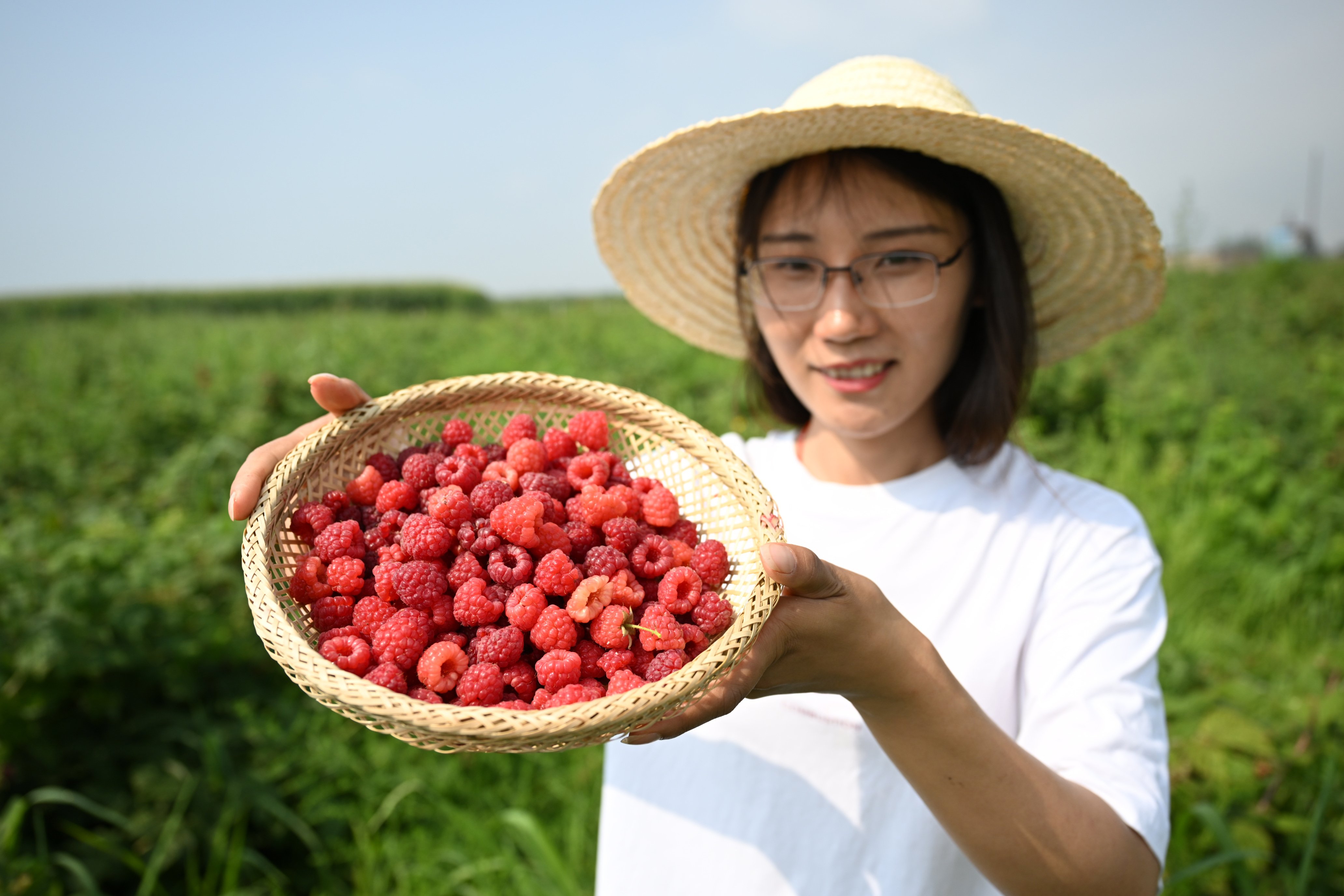 贺兰山下红树莓,树莓喜获丰收