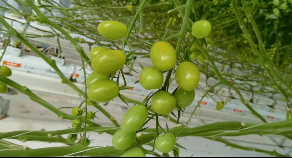 大理弥渡数字农业公园抖音团购,大理弥渡数字农业公园优惠