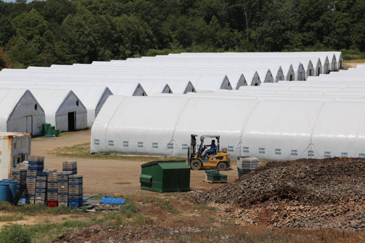 中国食用菌行业市场前景,中国食用菌行业