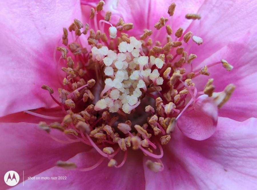 折叠屏motorazr2022款,motorazr折叠屏手机4999