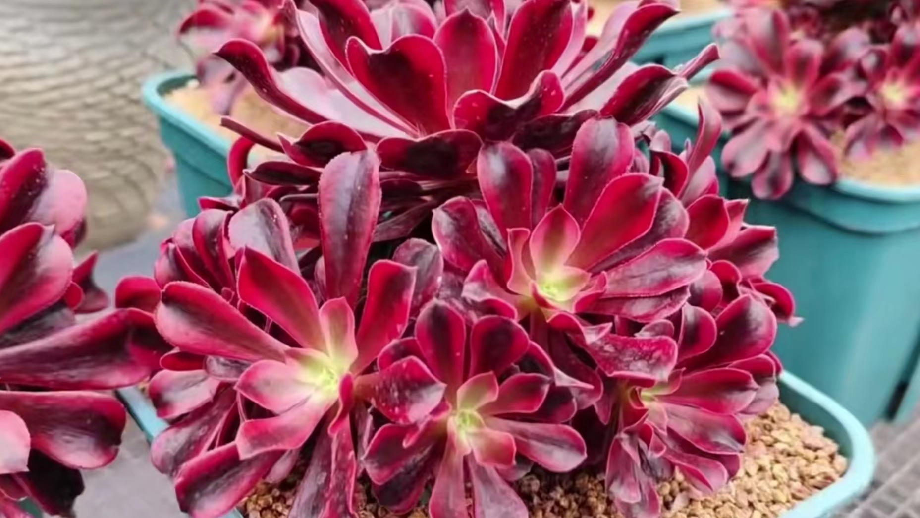 澶氳倝甯傚満涔辫薄,鐩樼偣澶╀环澶氳倝