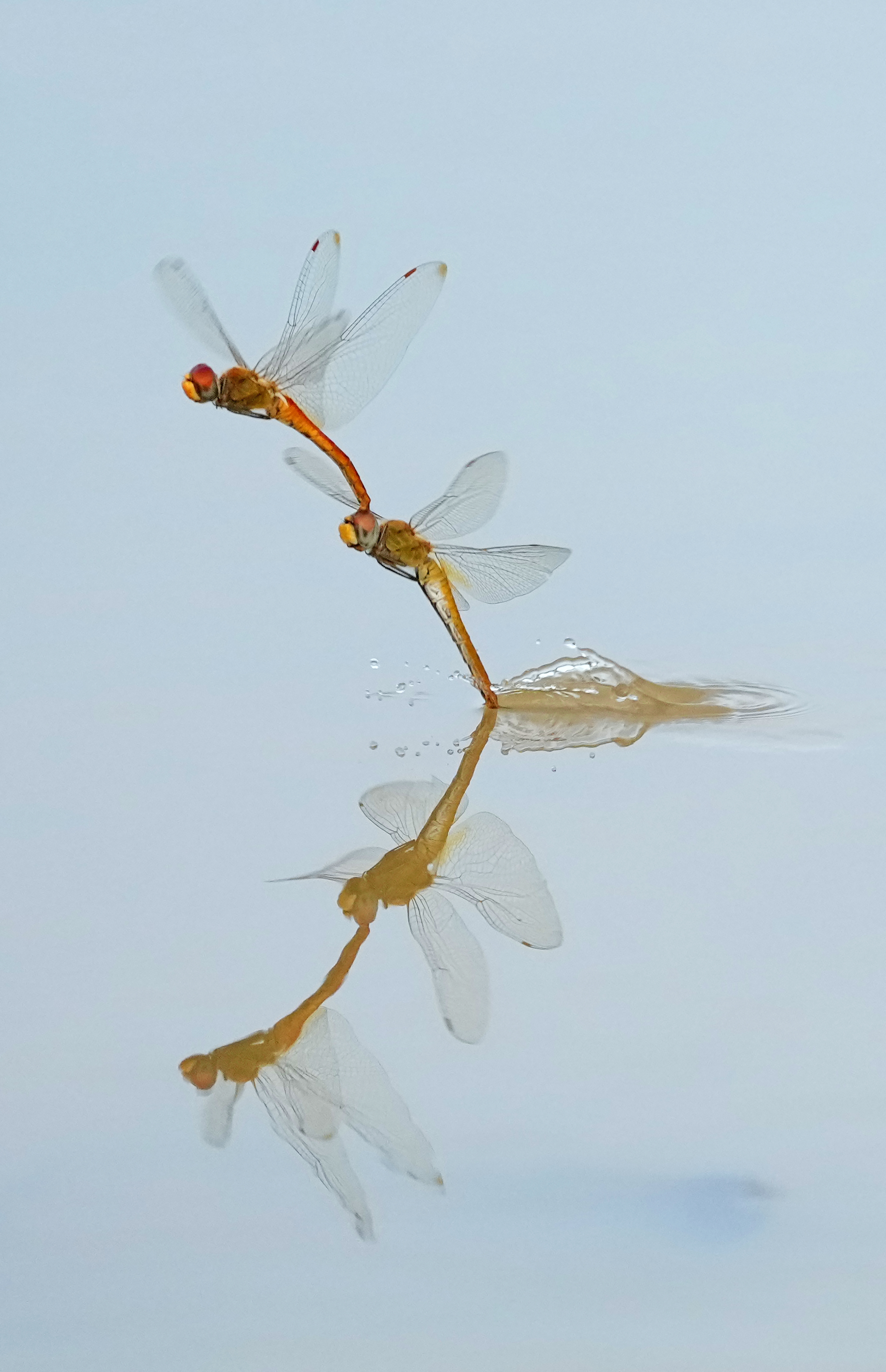 #（环境）微视界——处暑