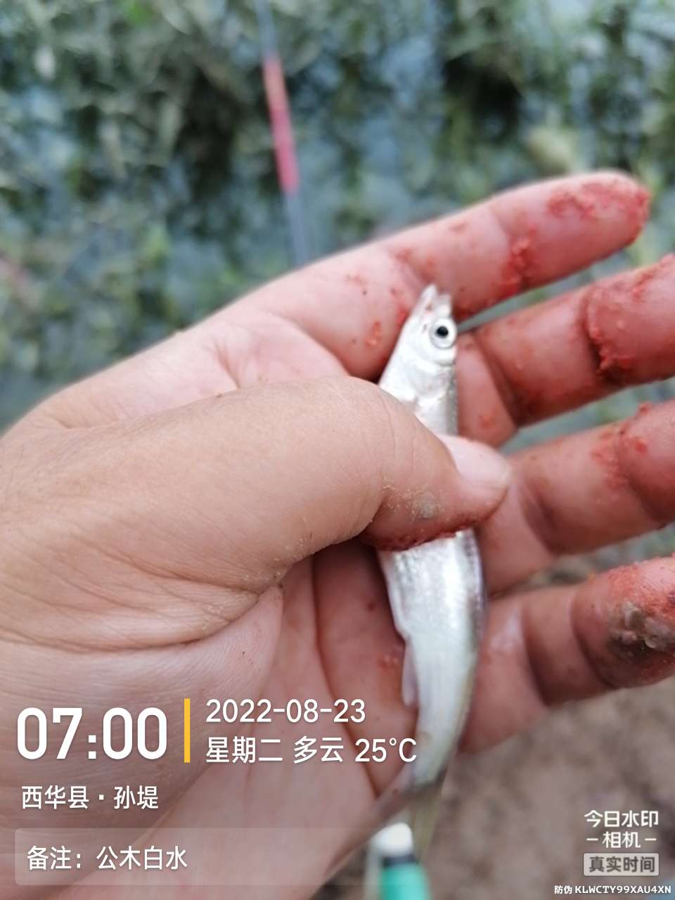 8月里面的鱼怎么钓,钓位选什么鱼最好