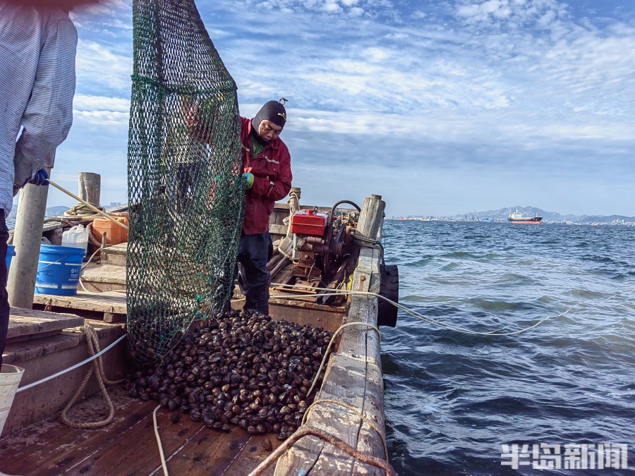 桂东出海记丨猛子将，海底捞！高风险，水上漂！好宝贝，浪里淘！揭秘胶州湾深潜捕捞者