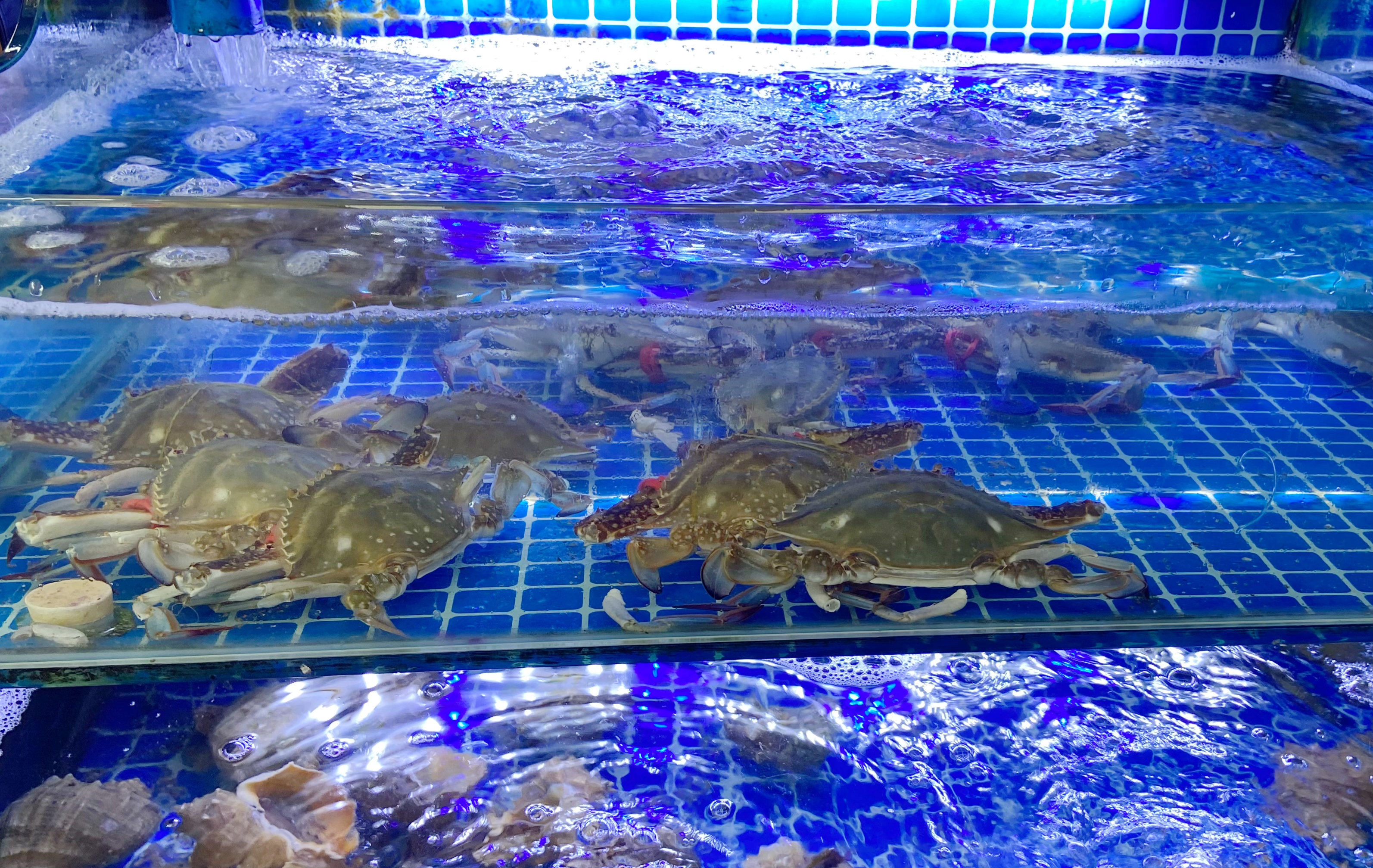 今年大闸蟹为什么这么便宜,吃大闸蟹最好的季节来了