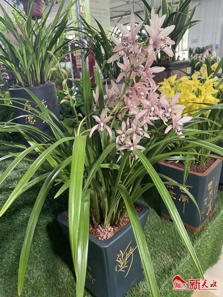 兰花花卉价格表大全,常见兰花交易价格