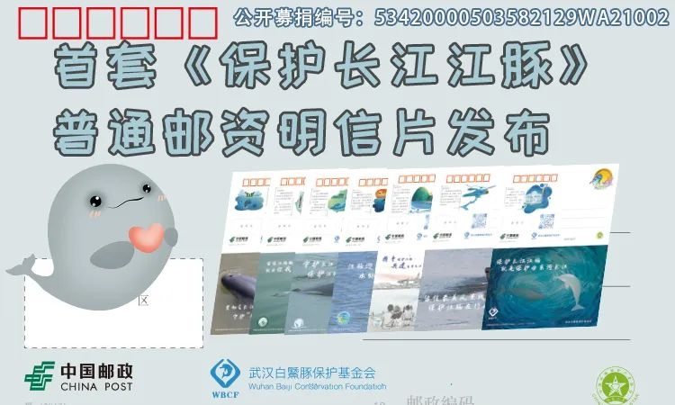 寄一只“江豚”给你，请查收