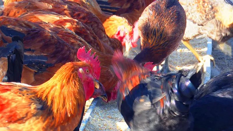 霍城养殖基地,庭院养殖使农民致富