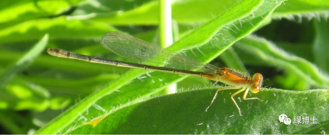 集结出列~来看上海常见的昆虫“战斗机”群