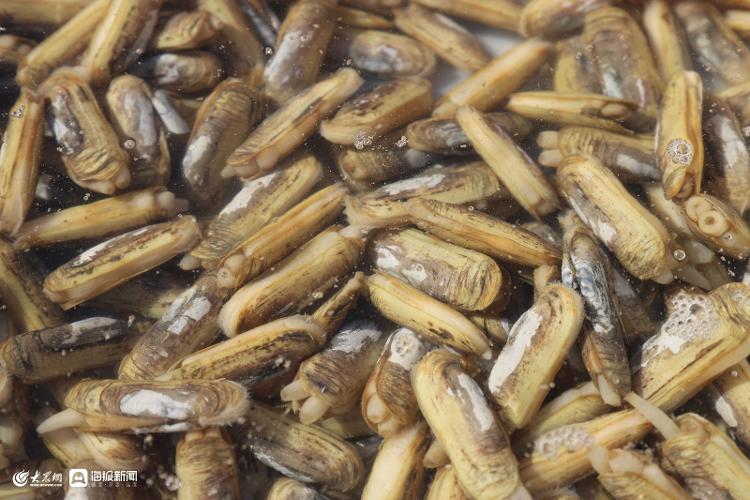 7月份日照海鲜大概价位,日照国庆海鲜价格