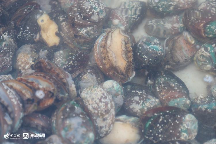 7月份日照海鲜大概价位,日照国庆海鲜价格