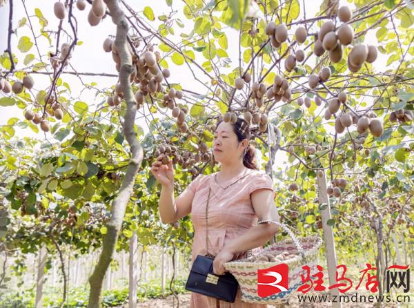 驻马店汝南猕猴桃,小小软枣猕猴桃托起乡村振兴梦
