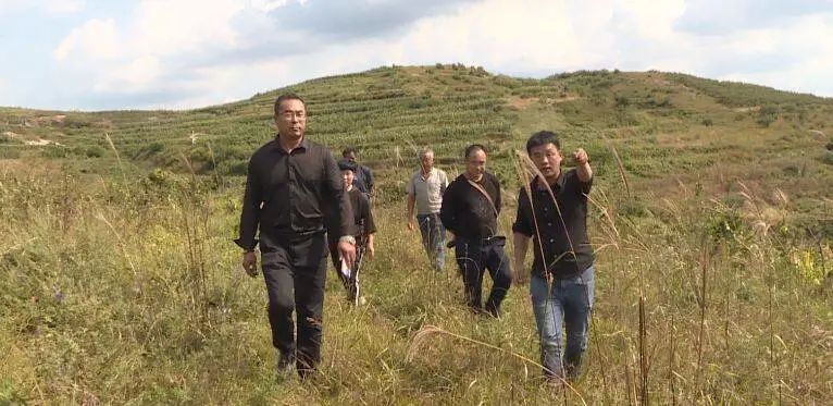 山东金秋玉米喜丰收,海阳市荒地玉米种植