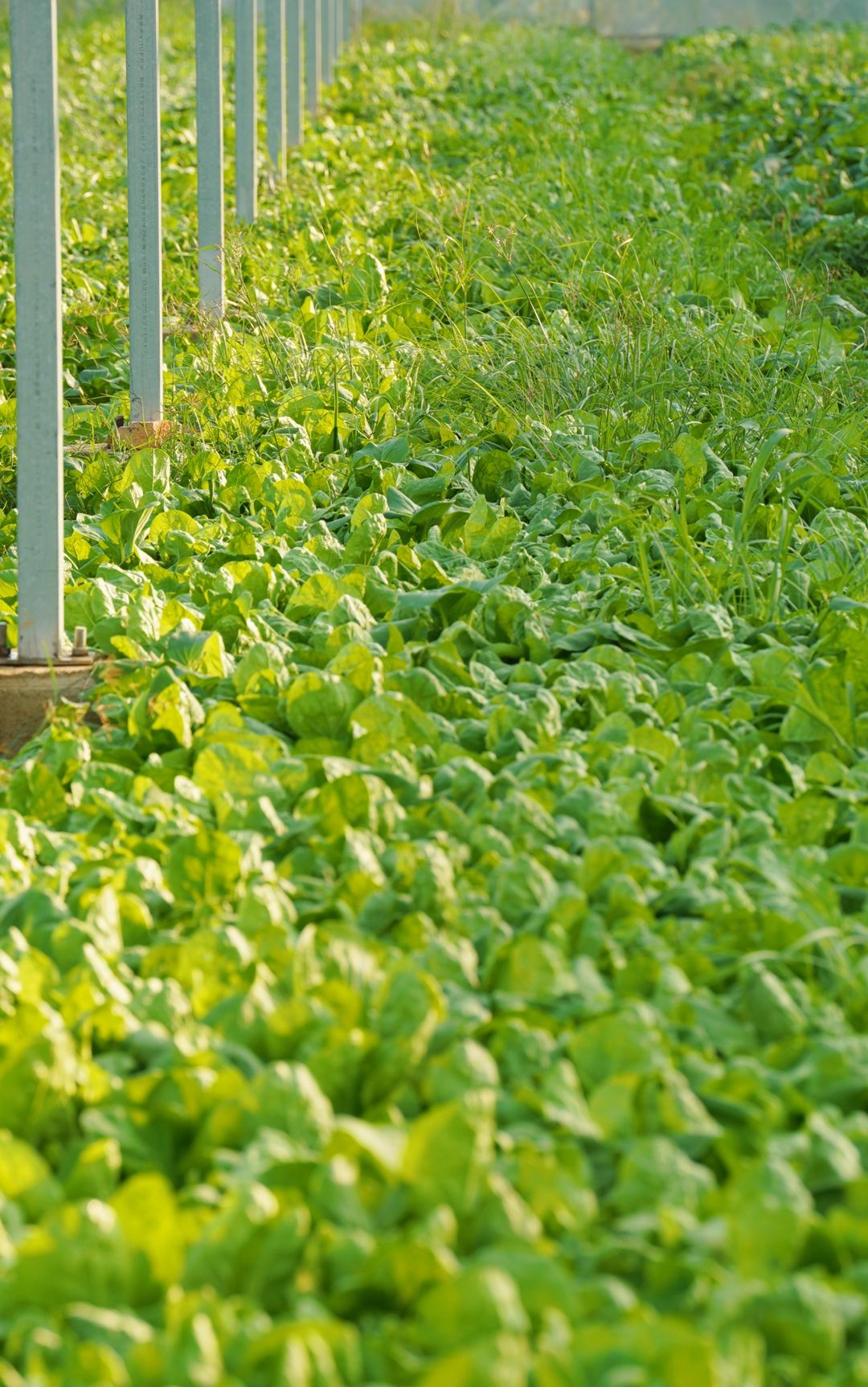 寻秋鄂城｜奋进泽林，勇毅前行