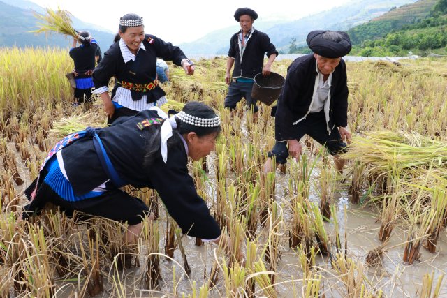 哈尼梯田稻鱼鸭种养迎丰收,梯田稻花鱼丰收