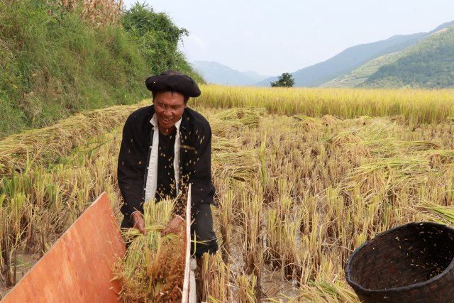 哈尼梯田稻鱼鸭种养迎丰收,梯田稻花鱼丰收