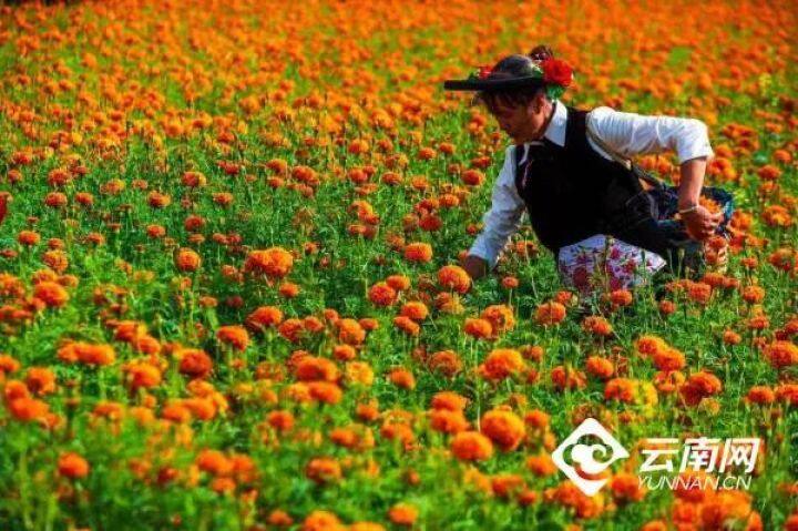 昆明最美的秋天,别眨眼带你看花海