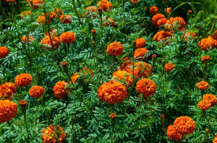 昆明最美的秋天,别眨眼带你看花海