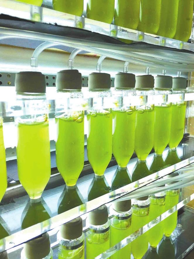 绿a生物科技,绿a生物工程有限公司