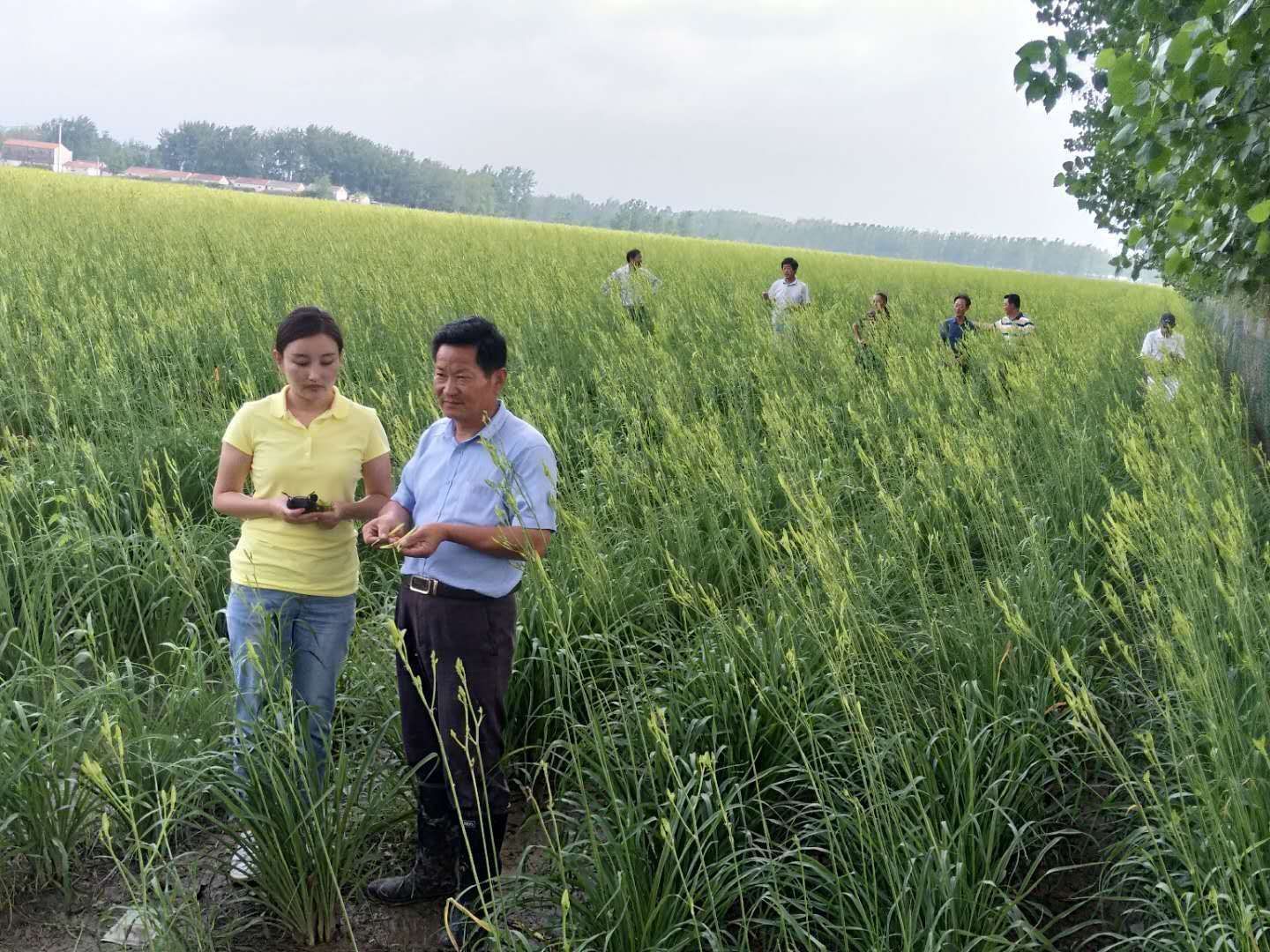宿迁宿豫:仓基湖畔“金”胜昔群众增收笑开颜