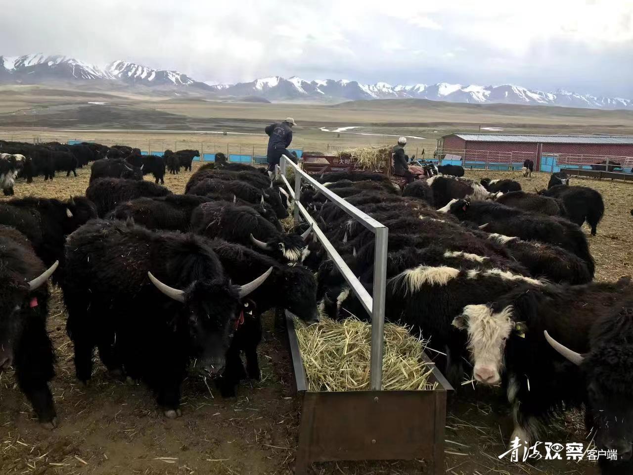 祁连创业项目招商,祁连县创业项目