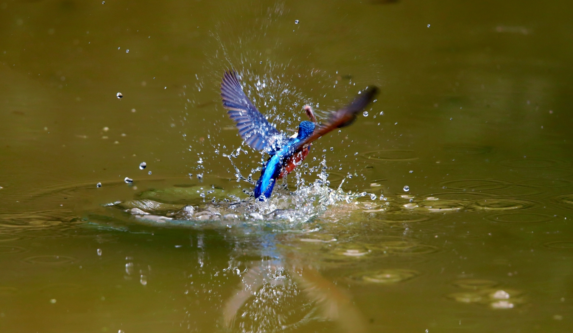 普者黑喀斯特湿地公园,普者黑湿地