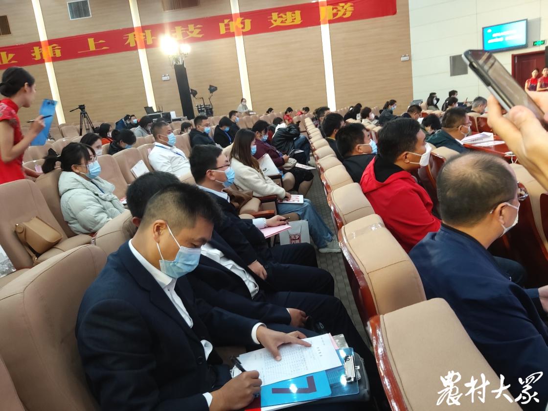 玉米新品种鲁单513,鲁单513玉米新品种