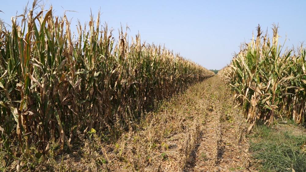 获嘉县大豆玉米复合种植补贴,河南大豆玉米复合种植